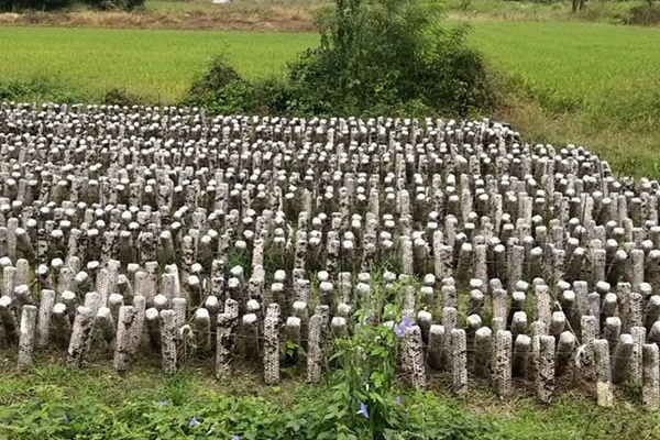 梅村鎮(zhèn)十字村:強(qiáng)化黨建引領(lǐng),壯大村級(jí)集體經(jīng)濟(jì).jpg 梅村鎮(zhèn)十字村:強(qiáng)化黨建引領(lǐng),壯大村級(jí)集體經(jīng)濟(jì).jpg